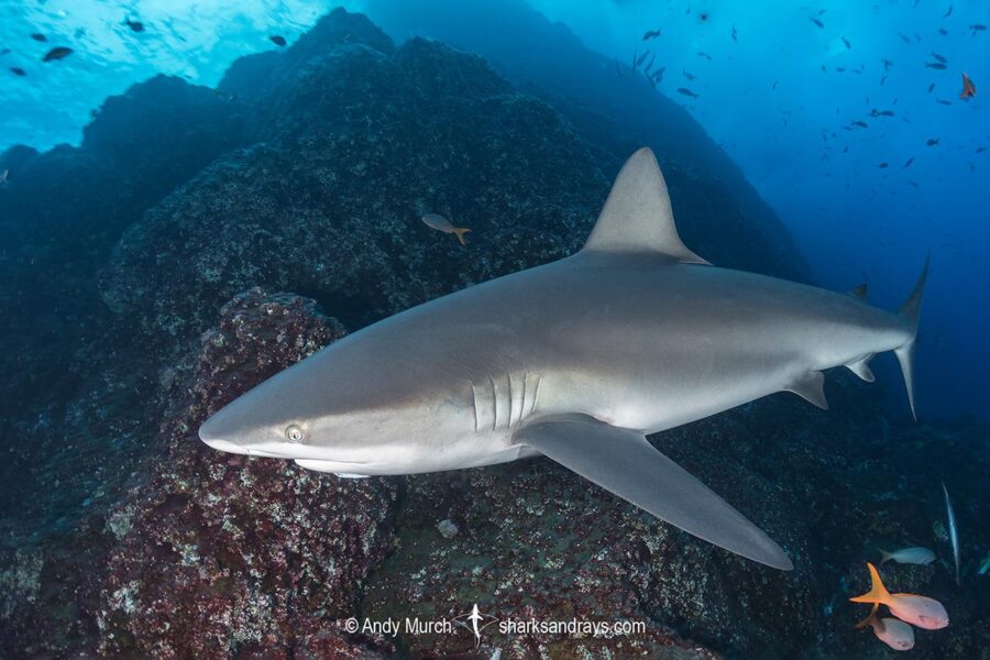 Galapagos Shark - Carcharhinus galapagensis