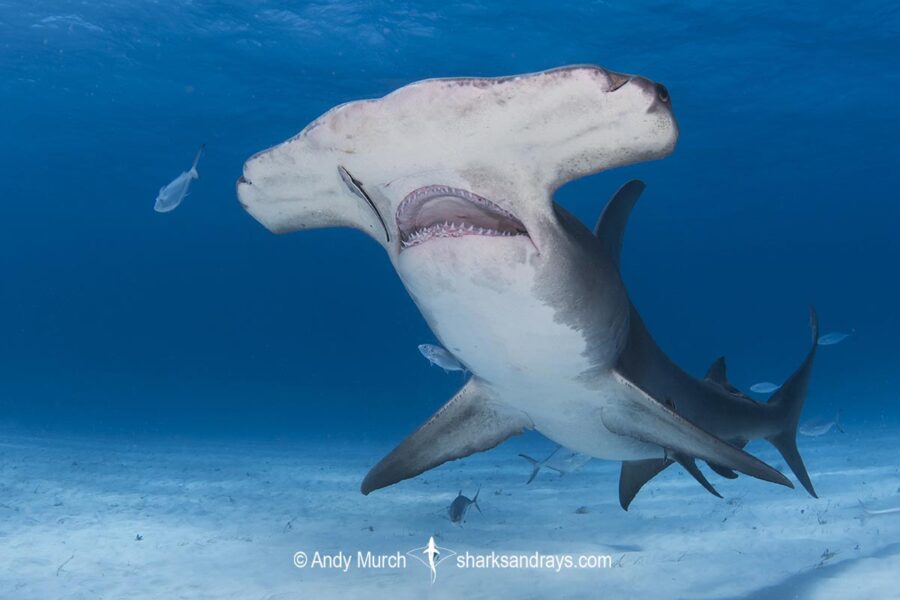 Great Hammerhead 257 | Sharks and Rays