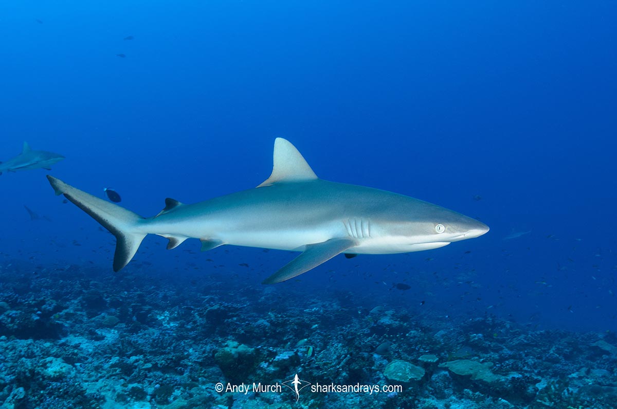 Grey Reef Shark 004 Sharks And Rays