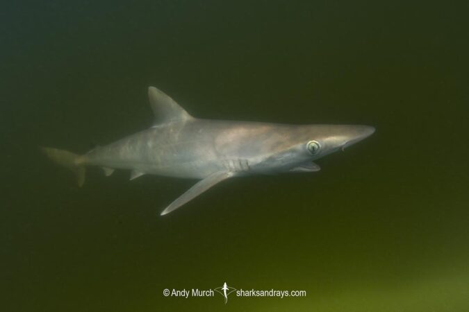 Atlantic Sharpnose Shark 011 | Sharks and Rays