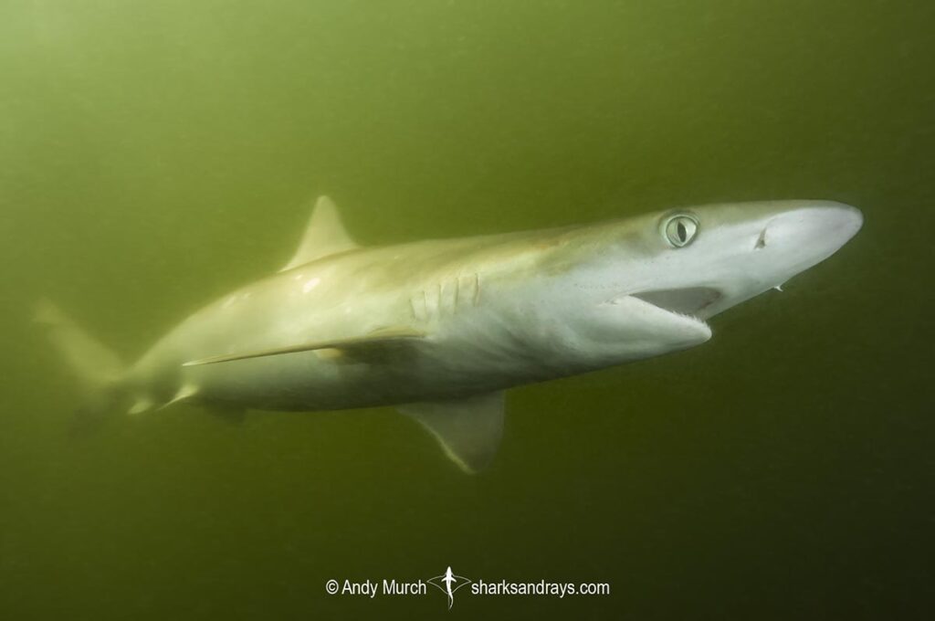 Atlantic Sharpnose Shark 073 | Sharks and Rays