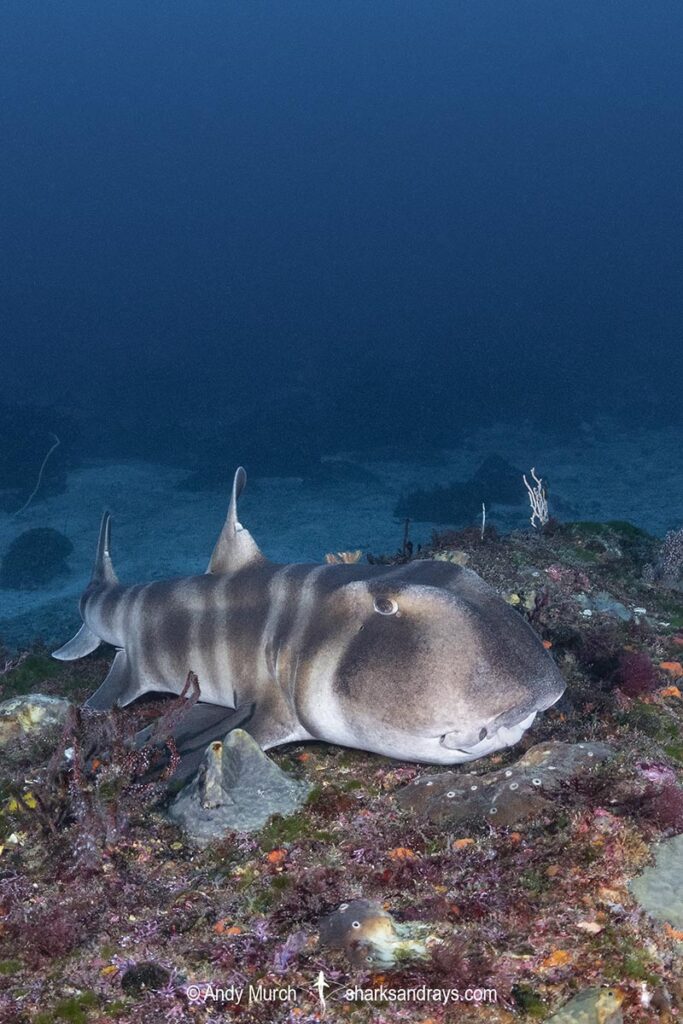 Japanese Bullhead Shark - Heterodontus japonicus