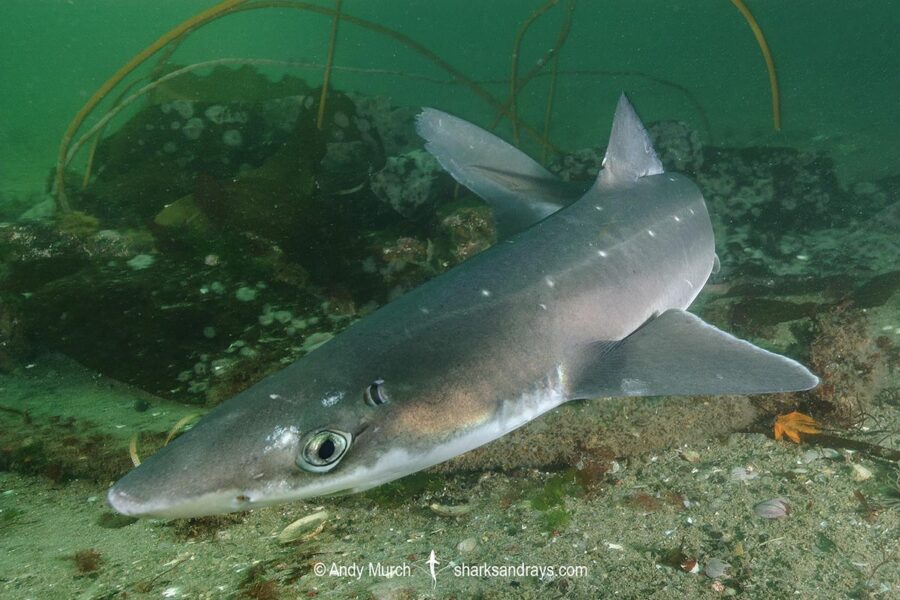 North Pacific Spiny Dogfish 067 | Sharks and Rays