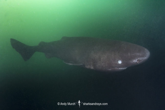 Pacific Sleeper Shark 010 | Sharks and Rays