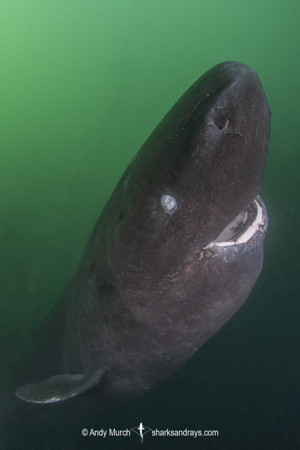 Pacific Sleeper Shark 022 | Sharks and Rays