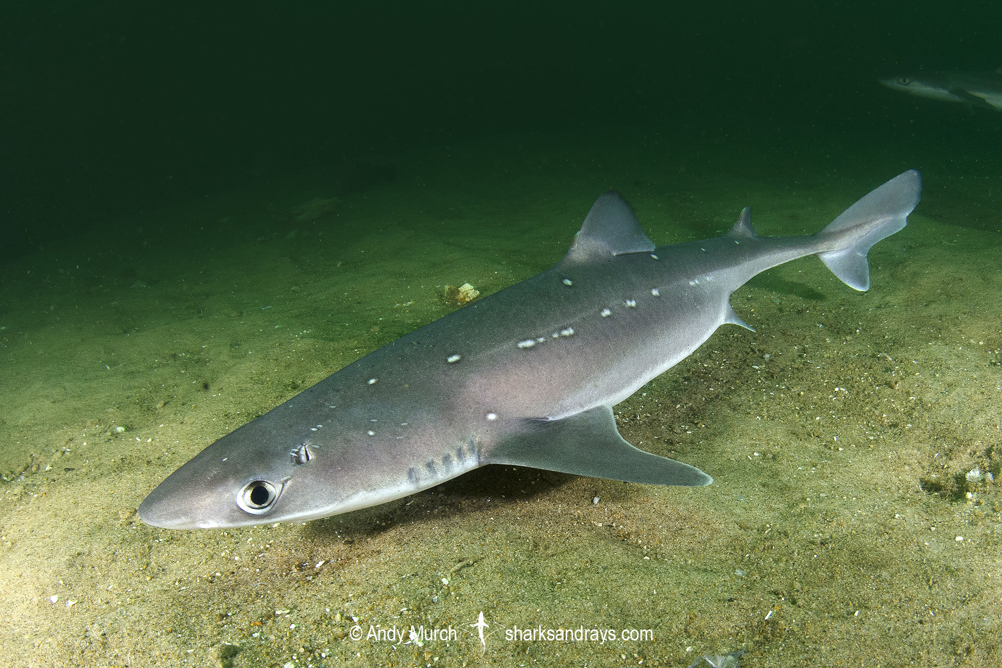 Spiny Dogfish 030 Sharks And Rays