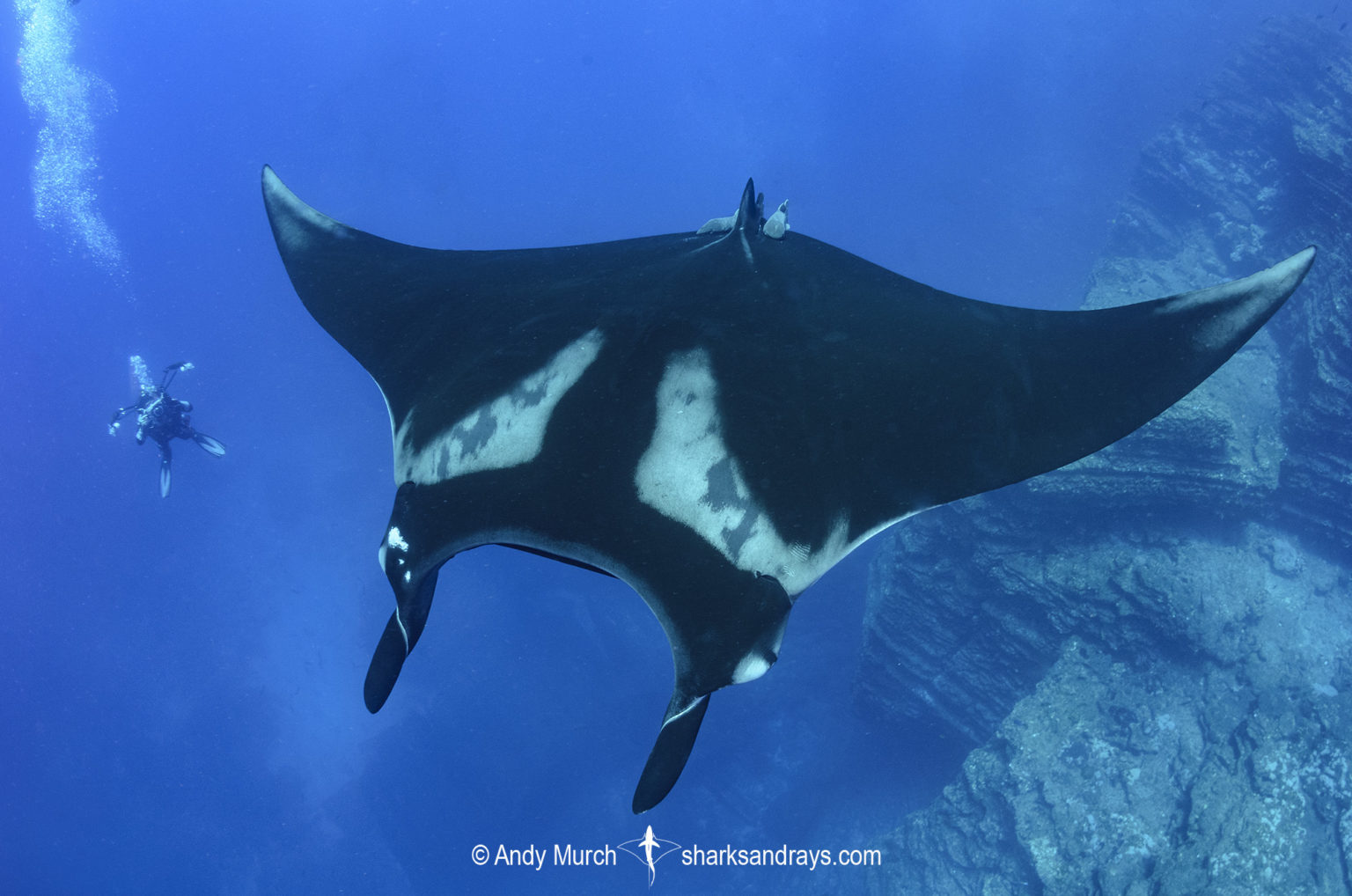 oceanic manta ray