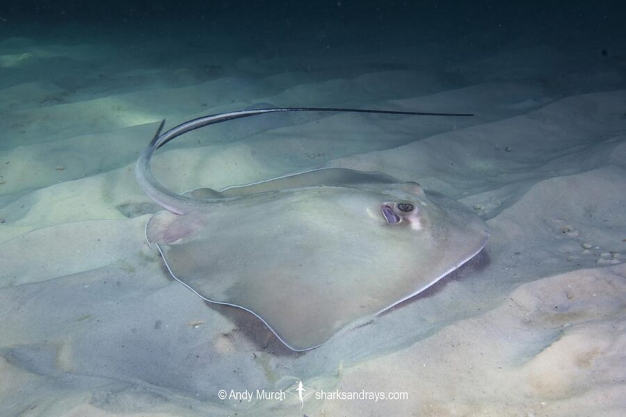 Southern Stingray - Hypanus americanus