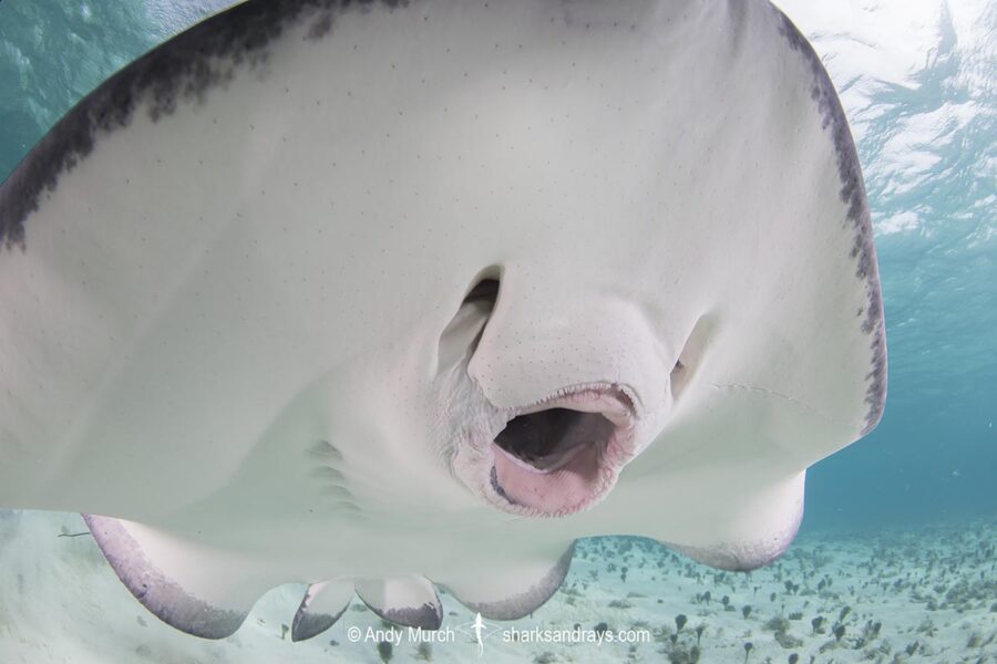 Southern Stingray - Hypanus americanus