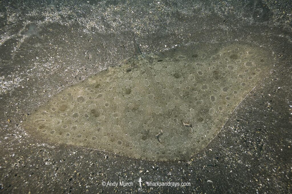 Spiny Butterfly Ray 006 | Sharks and Rays