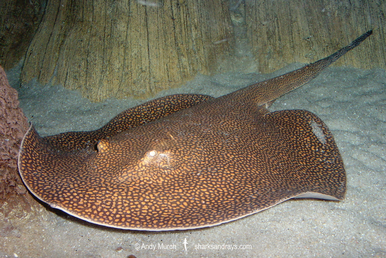 Blue Stingray | Sharks and Rays