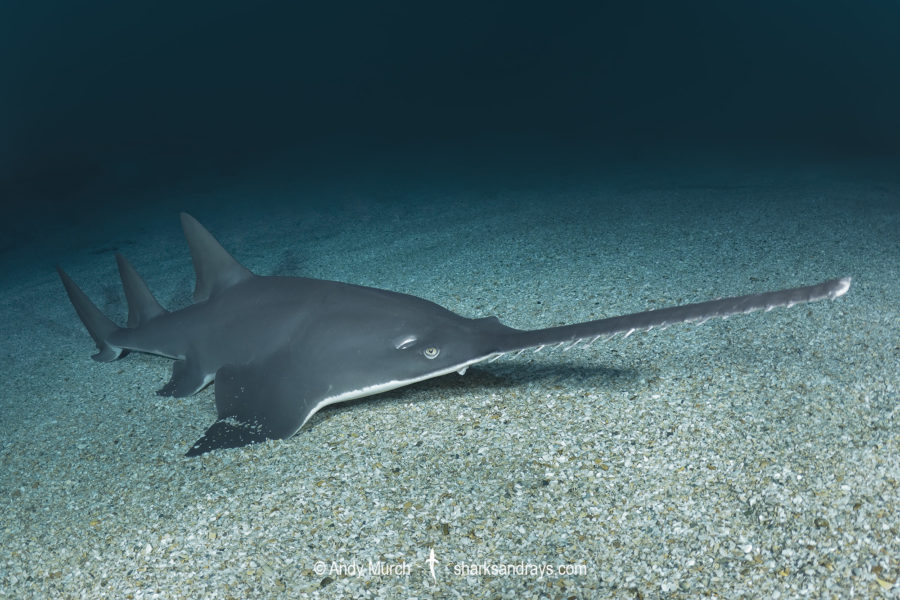 Largetooth Sawfish - Pristis pristis