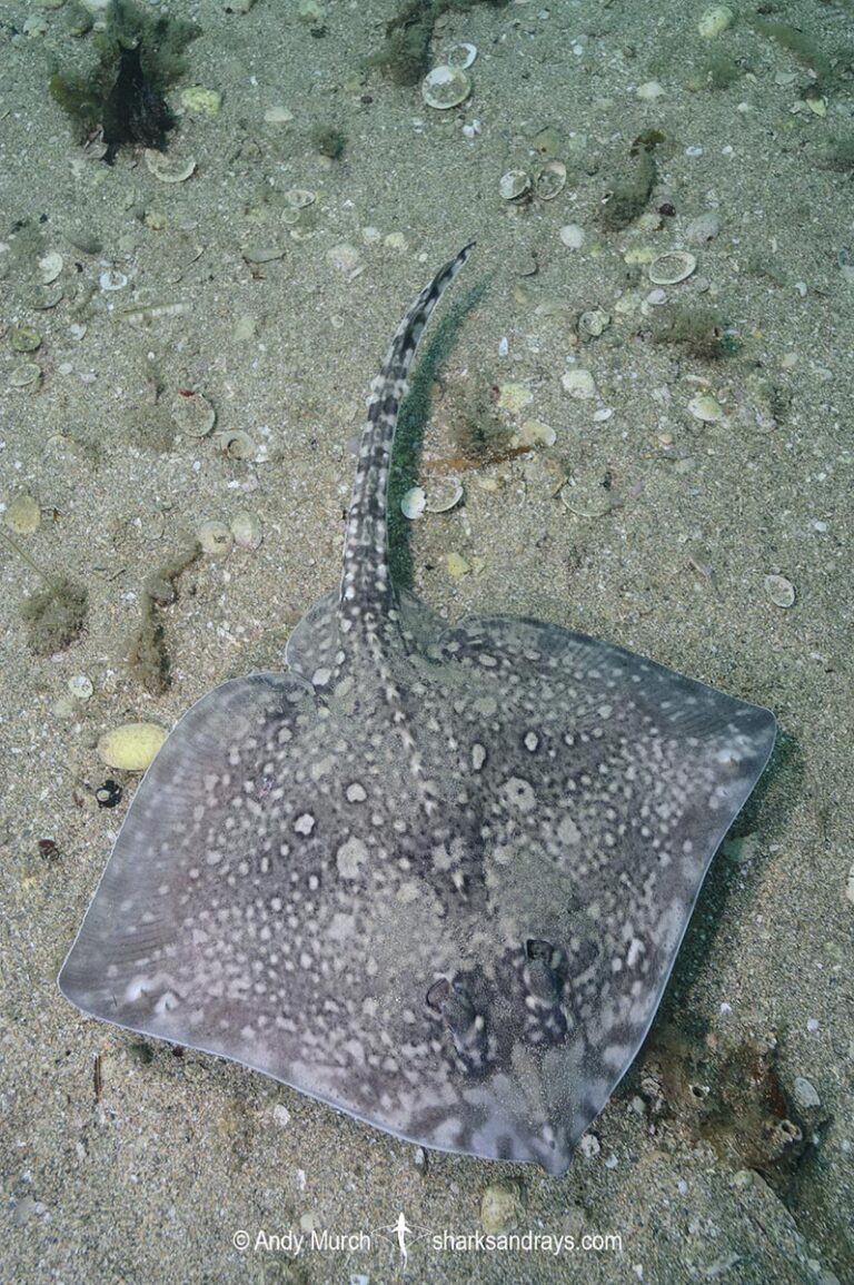 Thornback Skate - Raja clavata