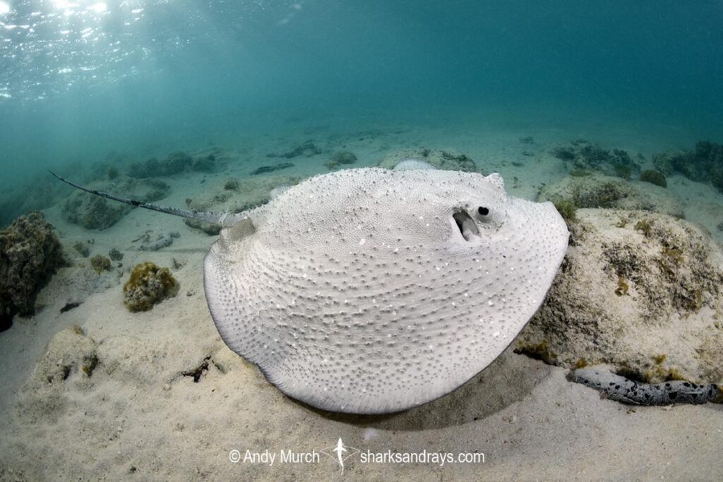 Porcupine Whipray 010 | Sharks and Rays