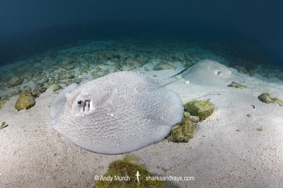 Porcupine Whipray 020 | Sharks and Rays